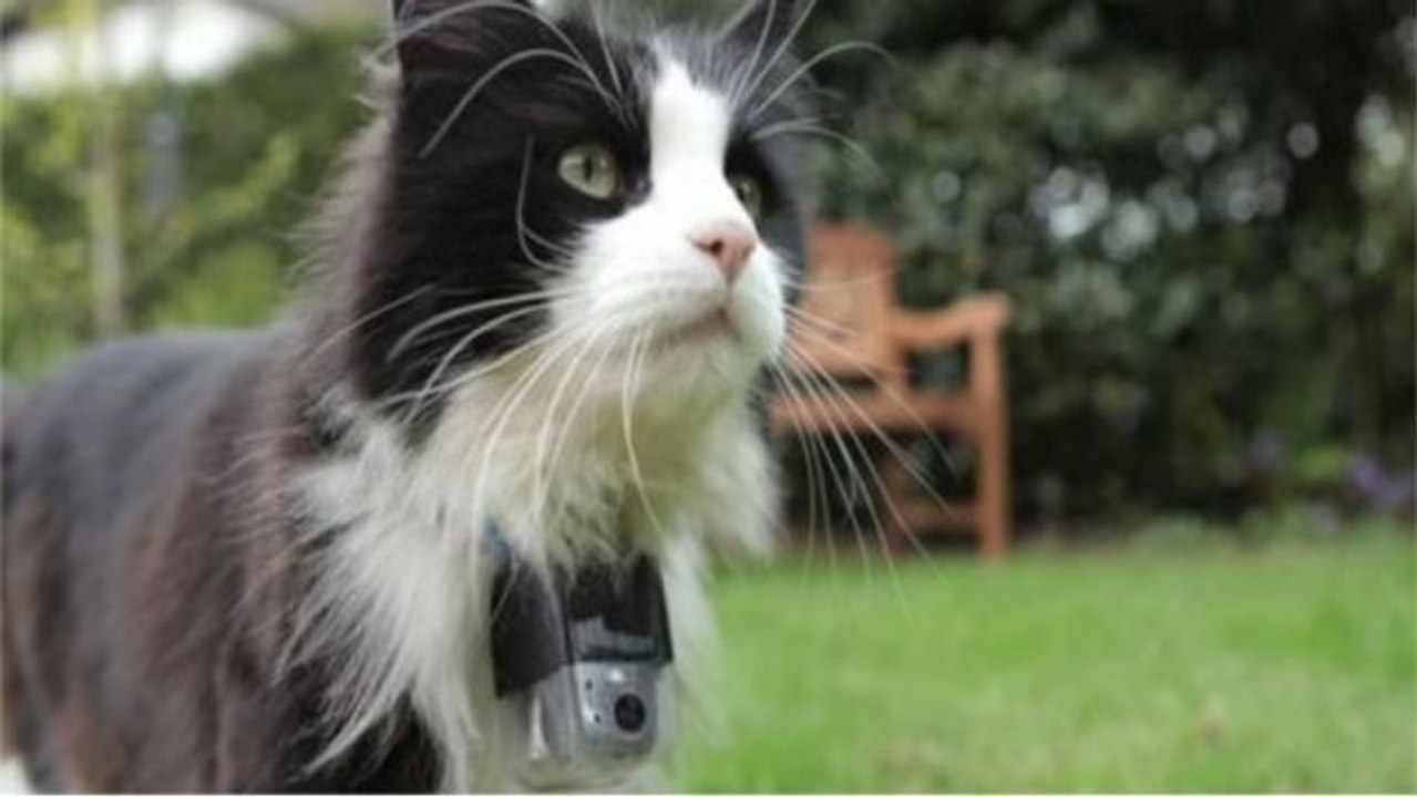 Diese kleine Box lässt euch eure Katze jederzeit finden