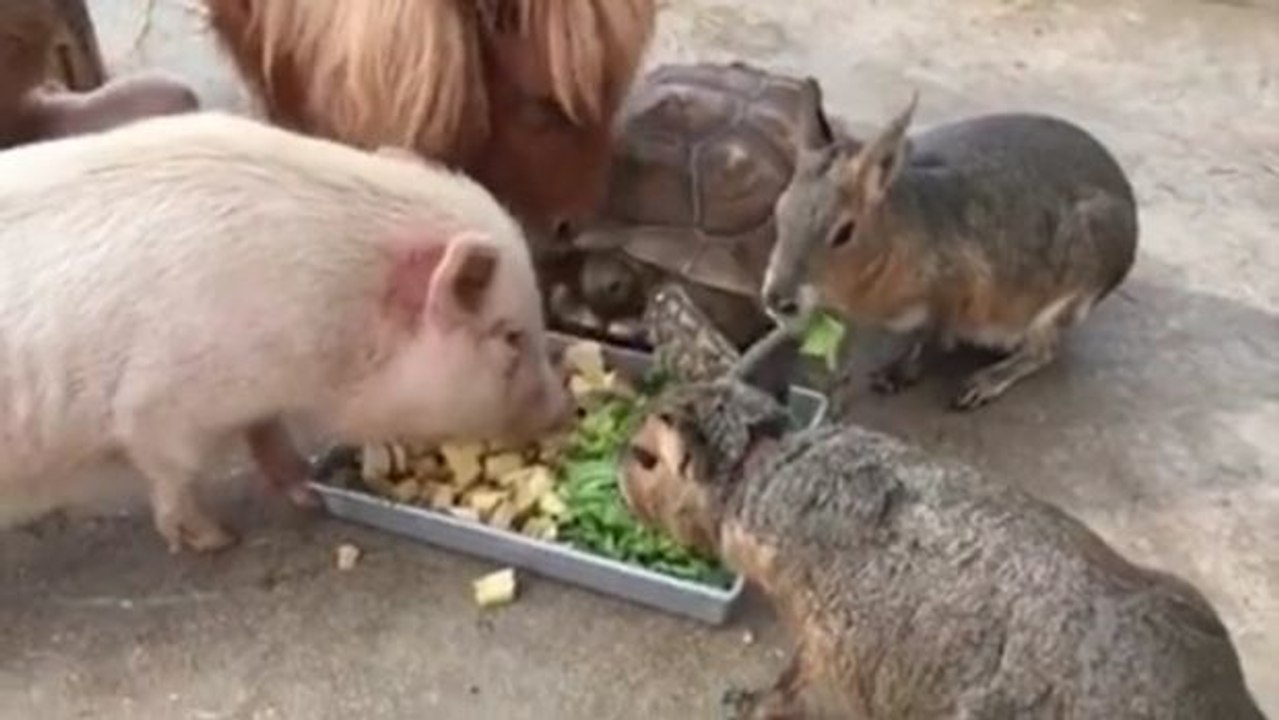 Ein perfektes Beispiel für artübergreifendes Zusammenleben!