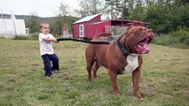 Der größte American Pit Bull Terrier der Welt: Es ist unfassbar, wie schwer er ist!