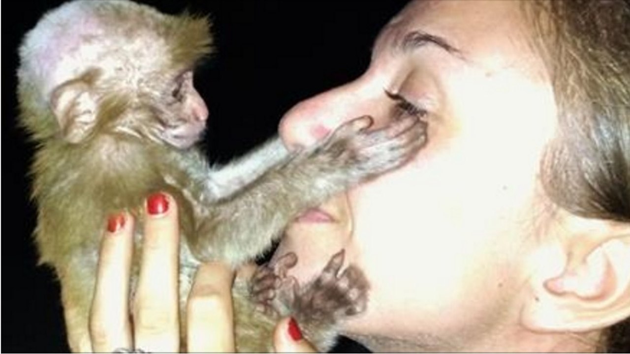 Eine Touristin rettet das Leben eines kleinen misshandelten Affens