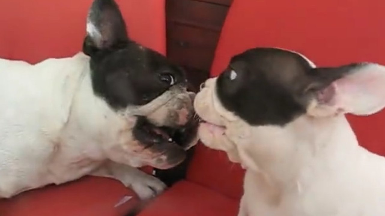 Dieser Mops-Welpe treibt es einfach zu bunt mit seinem Vater... bis beide sich anbellen!