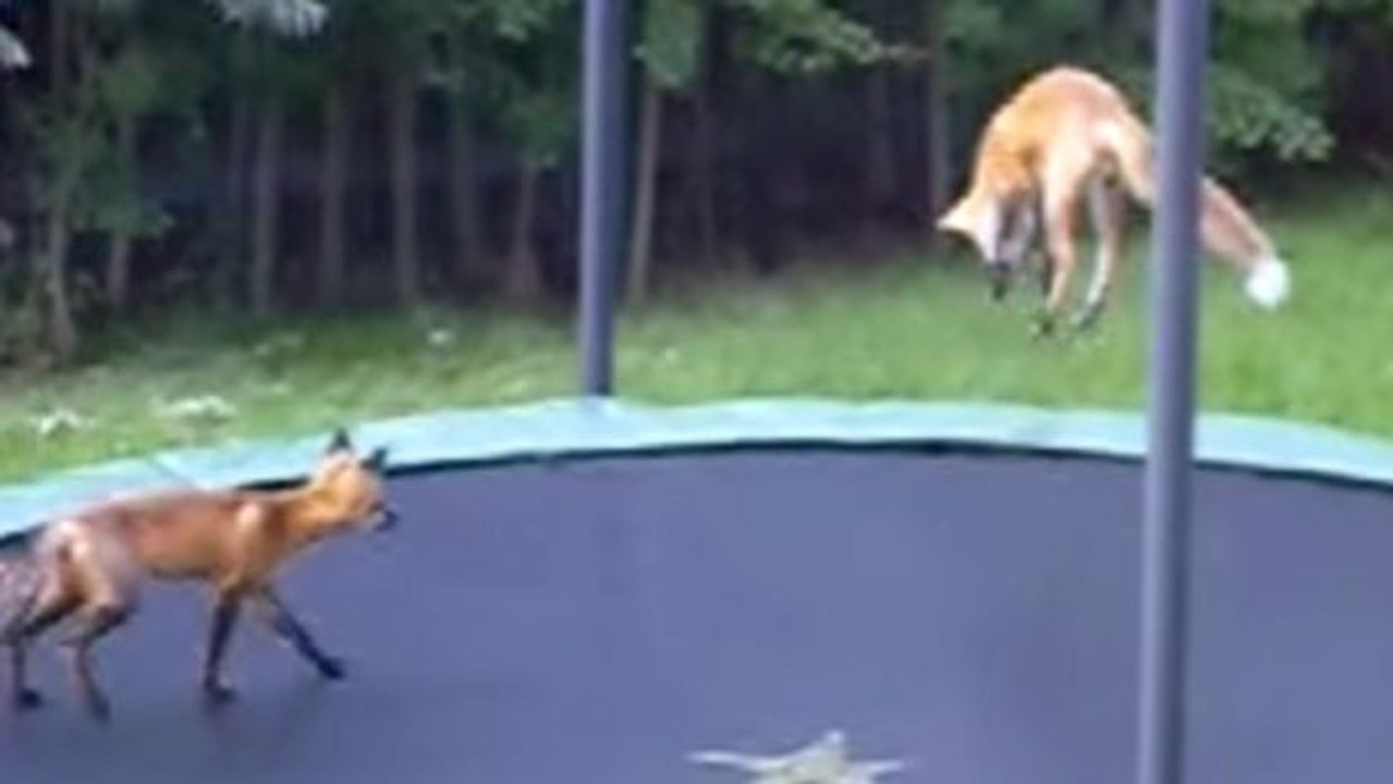 Hier amüsieren sich zwei Füchse köstlich auf einem Trampolin