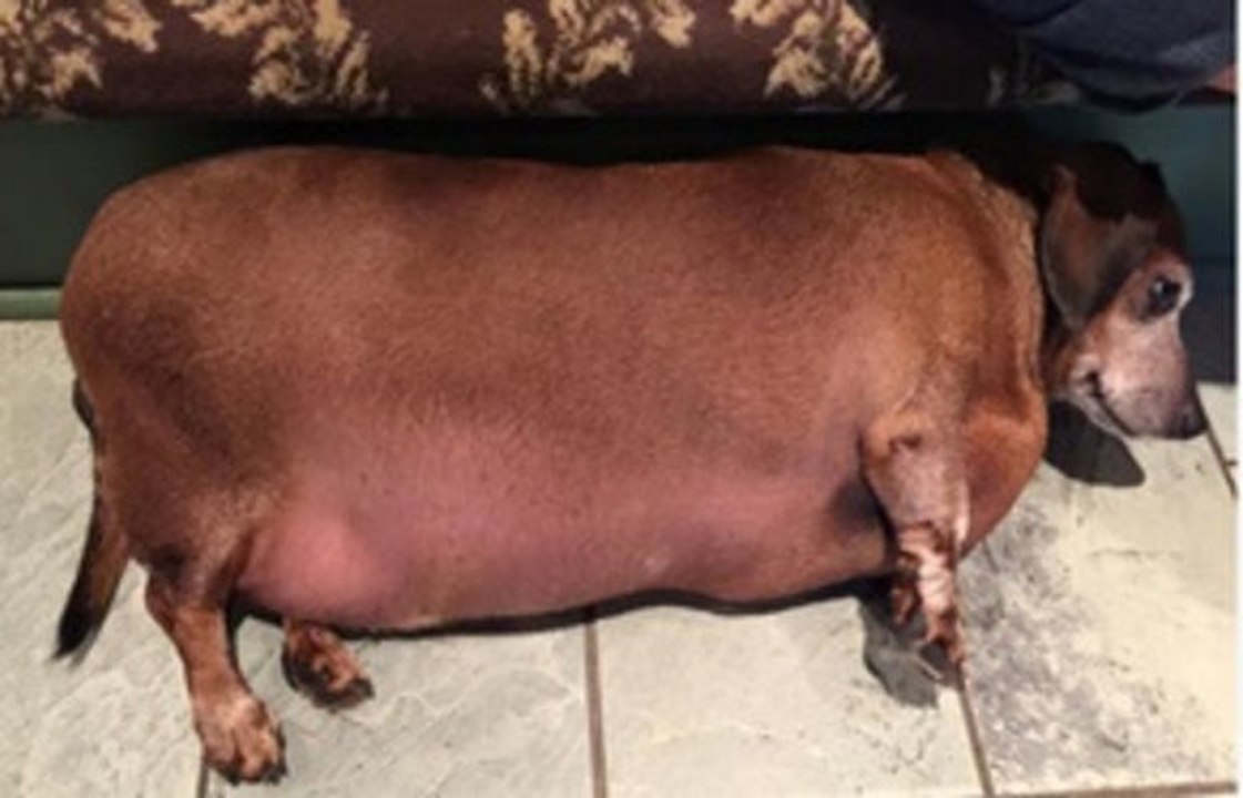 Ein übergewichtiger Dackel nimmt fast 10kg ab