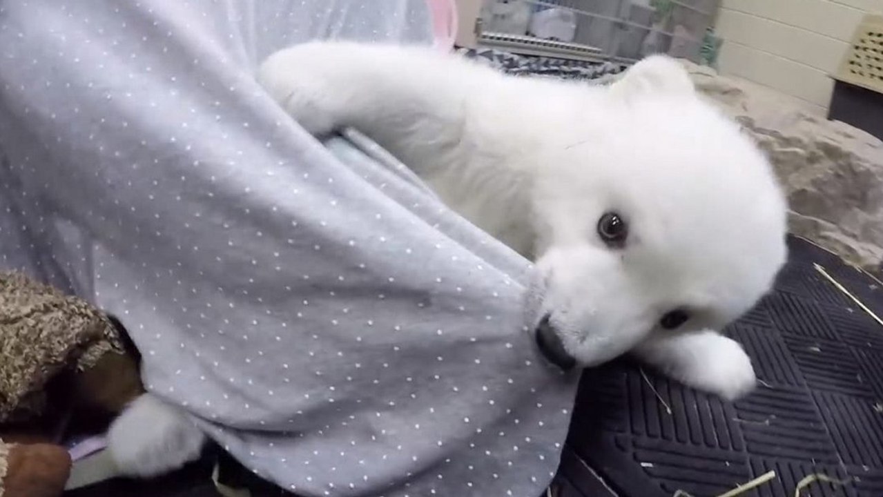 Bei diesem kleinen spielenden Eisbären wirst du dahinschmelzen