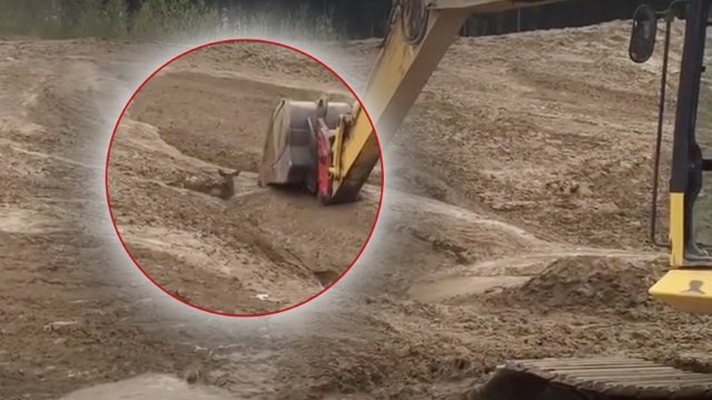 Dieses unter Schlamm begrabene Rehkitz wird auf spektakuläre Weise gerettet