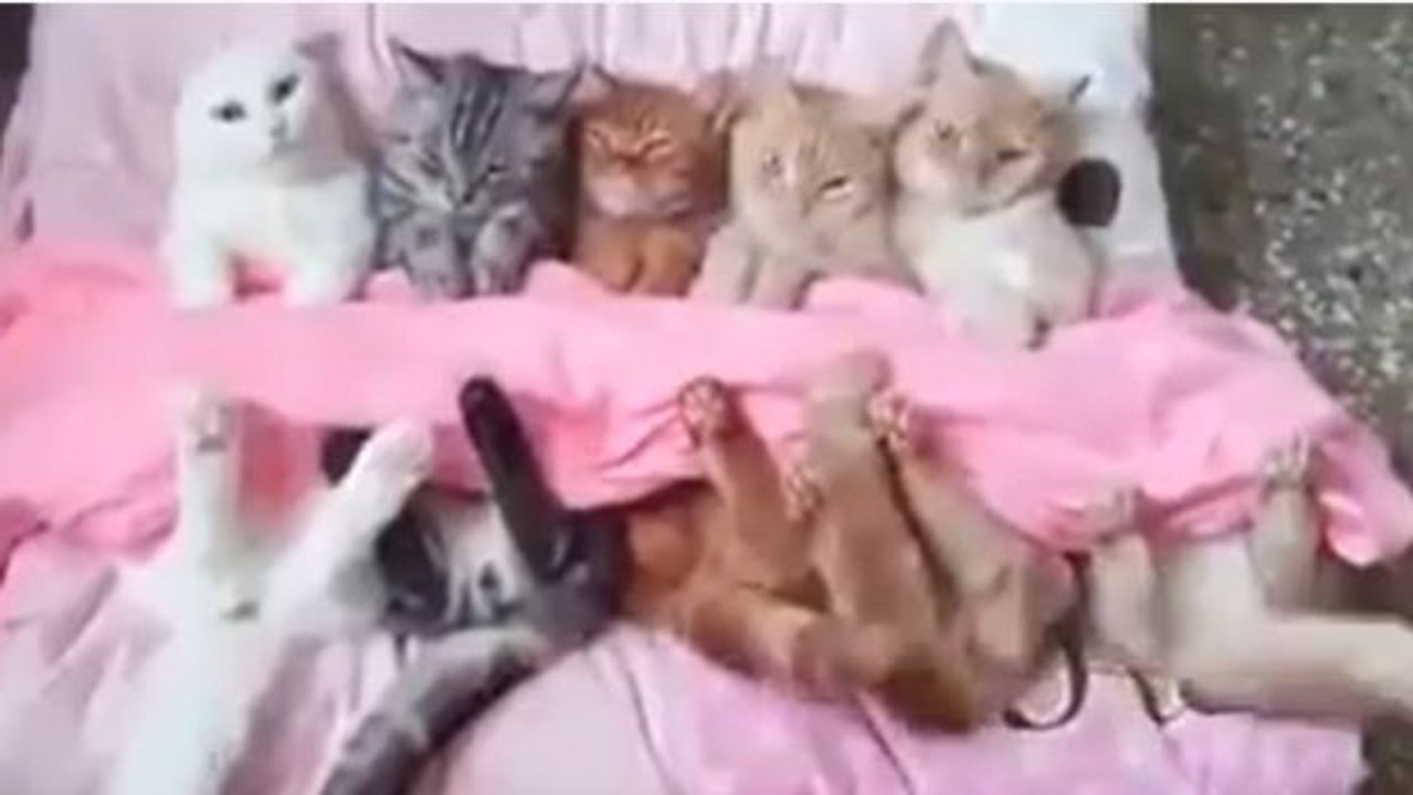 Schlafenszeit für fünf kleine Miezekatzen! Schlaft schön und träumt was Süßes!