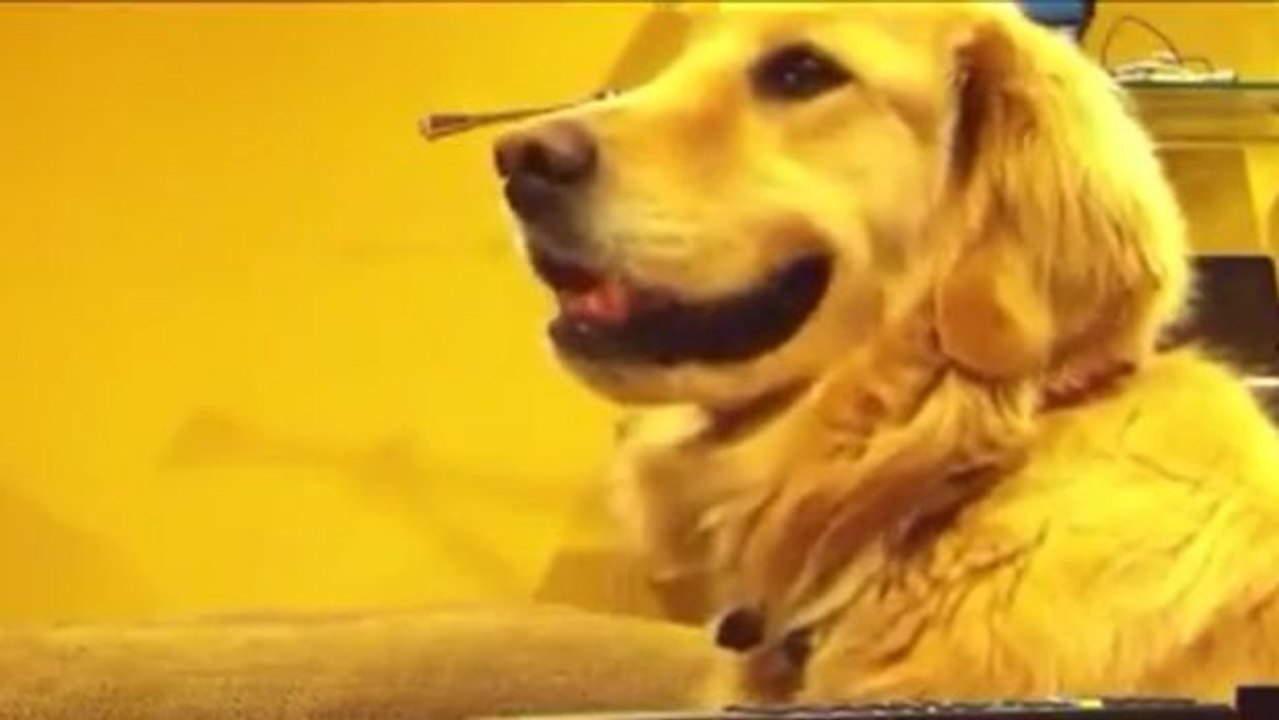 Dieser Hund liebt Musik. Er lächelt, wenn Musik erklingt, und schaut ganz enttäuscht, wenn sie aufhört.