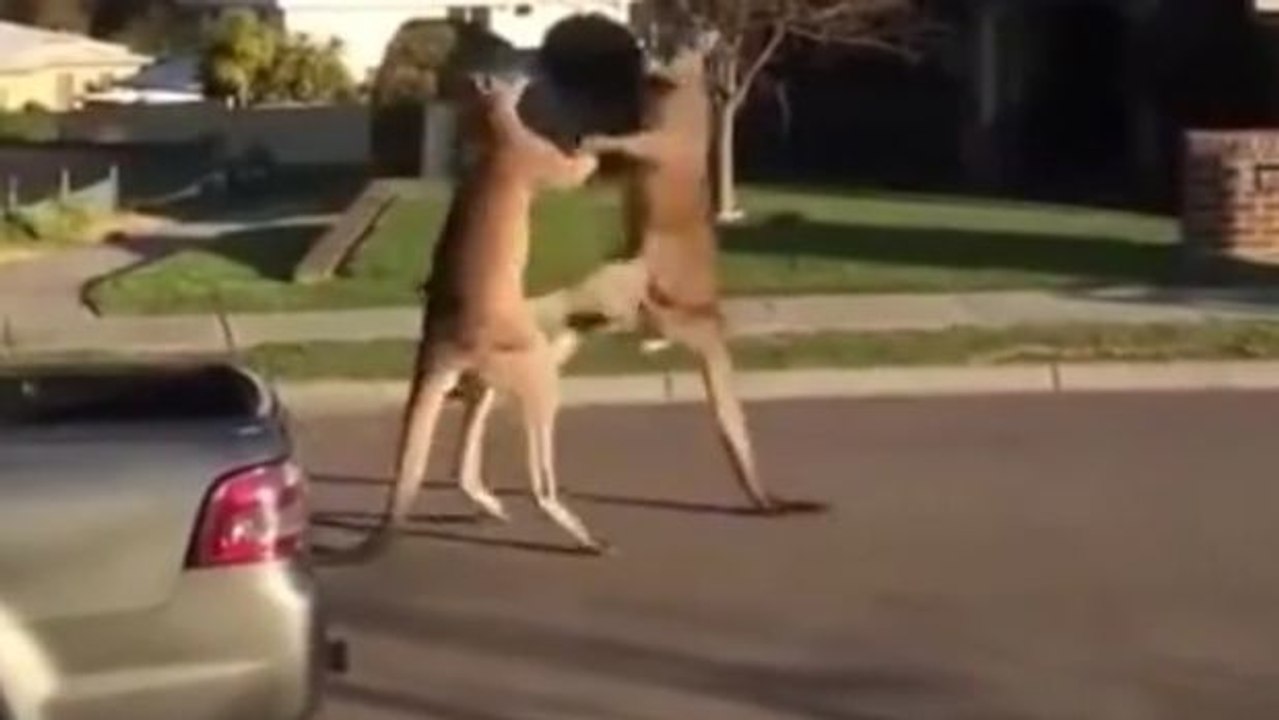 Diese Kängurus halten sich für echte Gangster