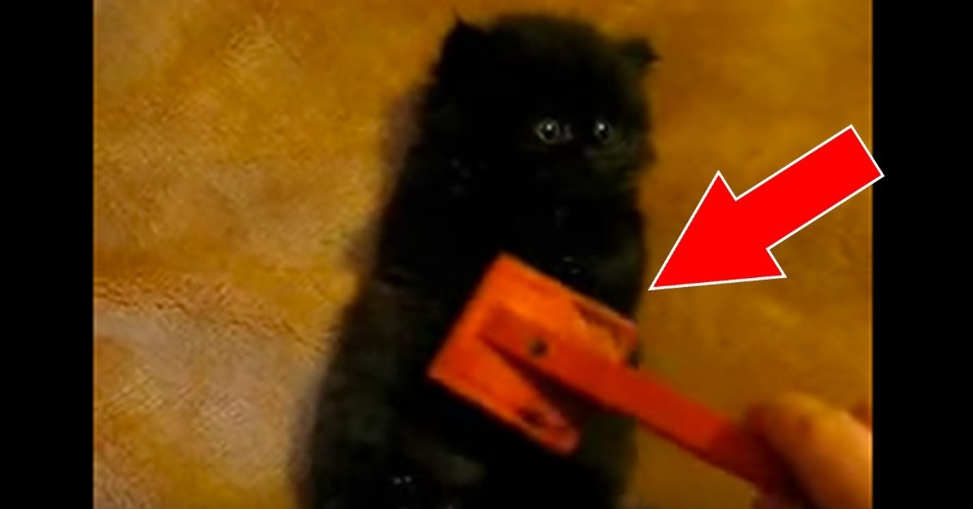 Dieses kleine Kätzchen wird zum ersten Mal gebürstet! Seht euch seine geniale Reaktion an!