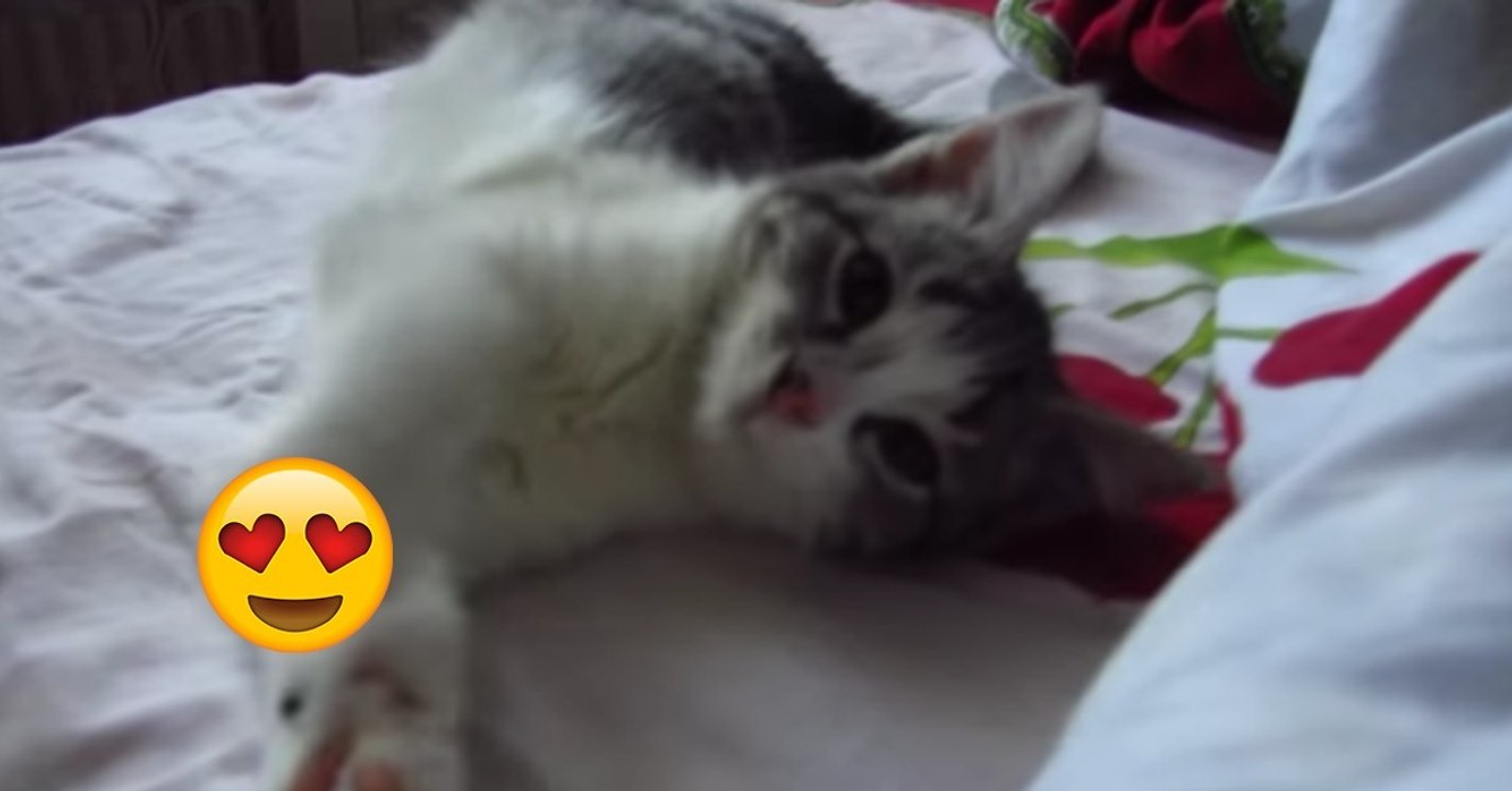 Das kätzchen schnurrt unglaublich laut!