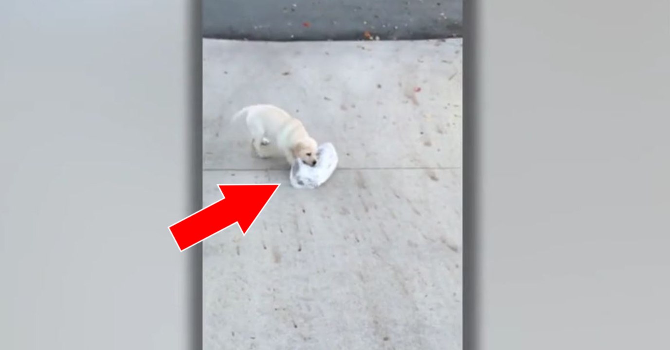 Dieser Welpe versucht die Zeitung zu holen!