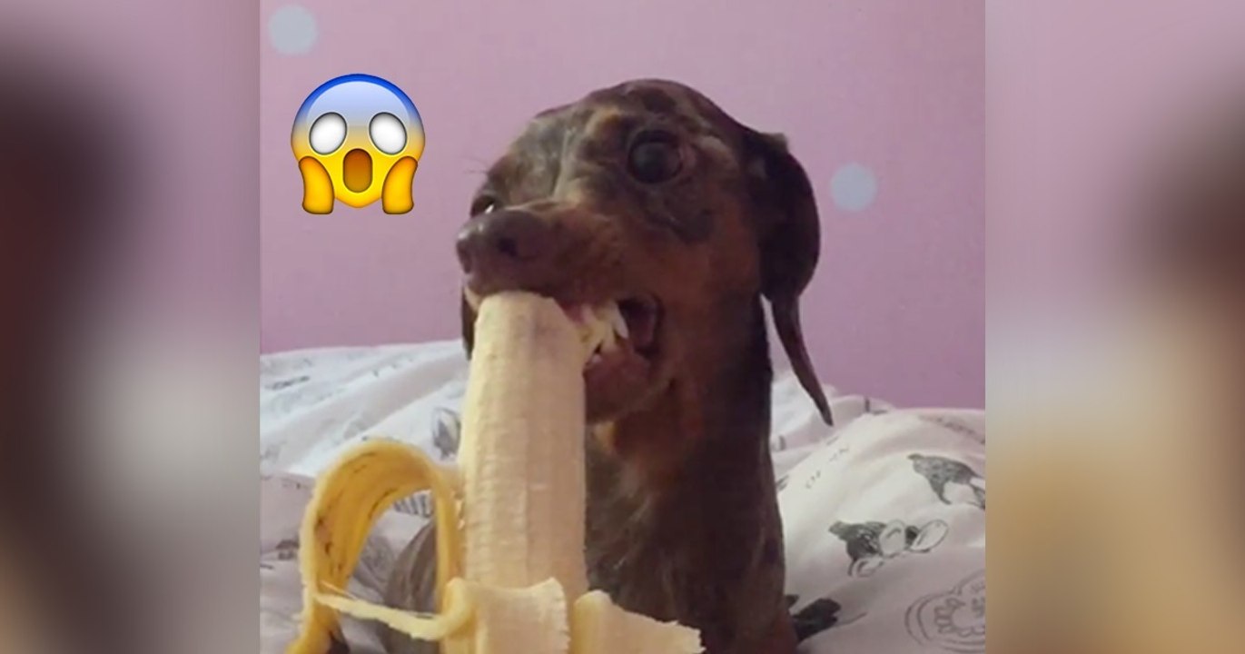 Wenn ihr seht, wie der Dackel seine Banane isst, dann werdet ihr euch nicht mehr halten können vor Lachen!