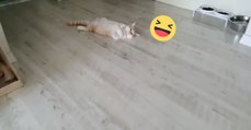 Die Katze wird ganz süß gekuschelt!