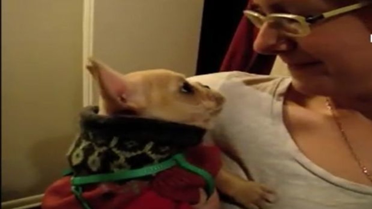 Sie sagt ihrem Hund 'Ich liebe dich!' und bekommt eine geniale Reaktion!