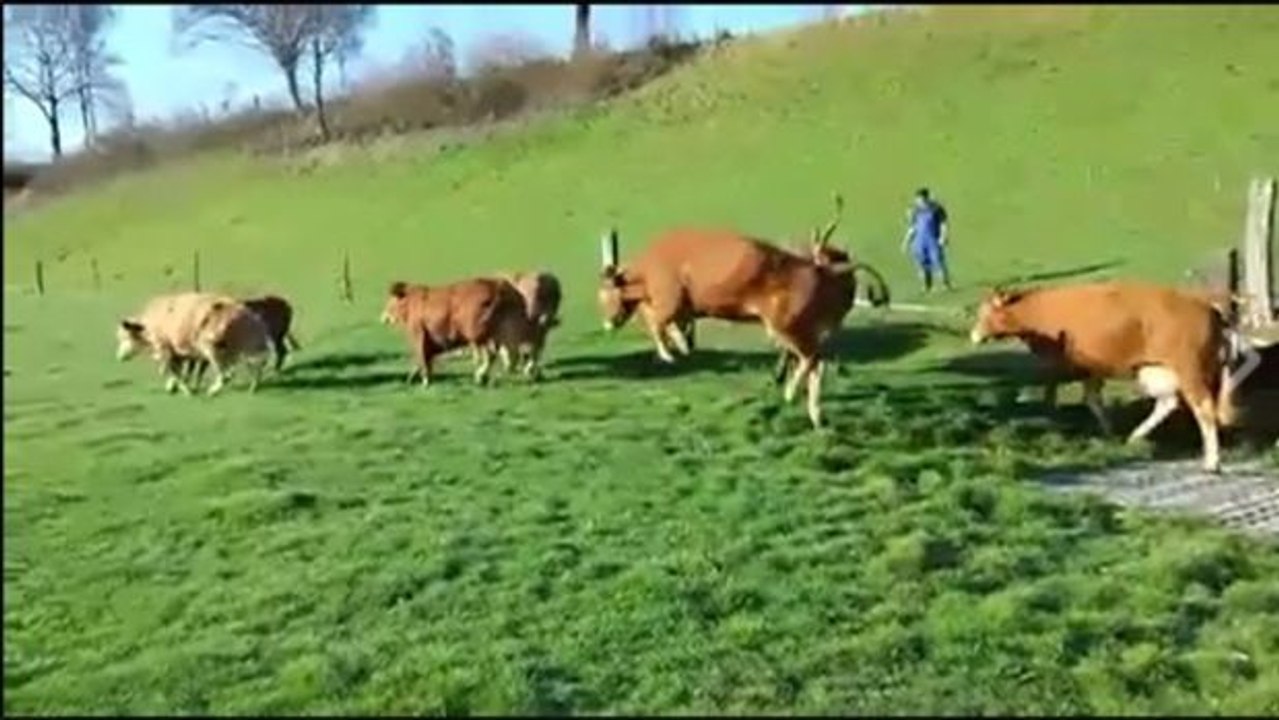 Schaut euch die Reaktion dieser Kühe an, die auf ihre Weide zurückkehren dürfen