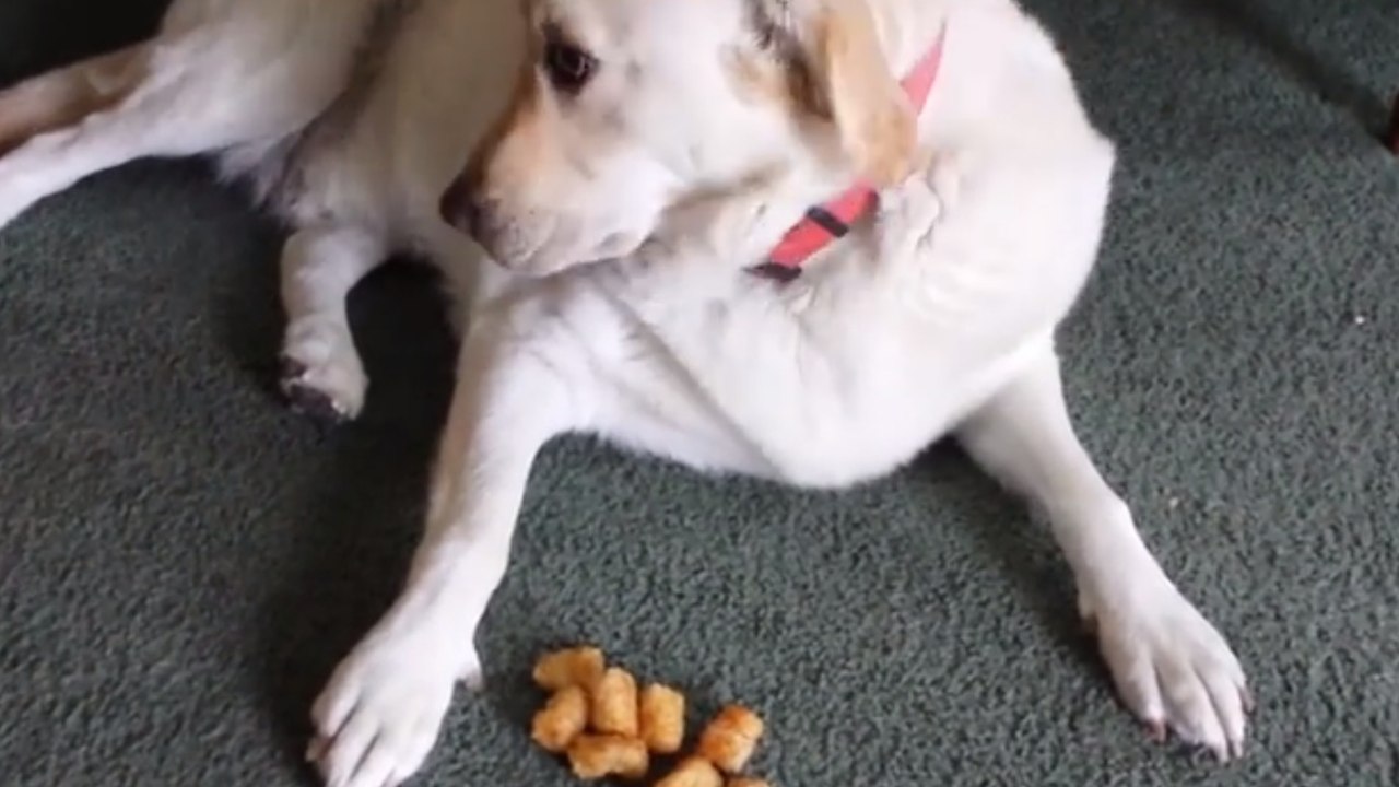 Hund oder Hamster, das ist hier die Frage
