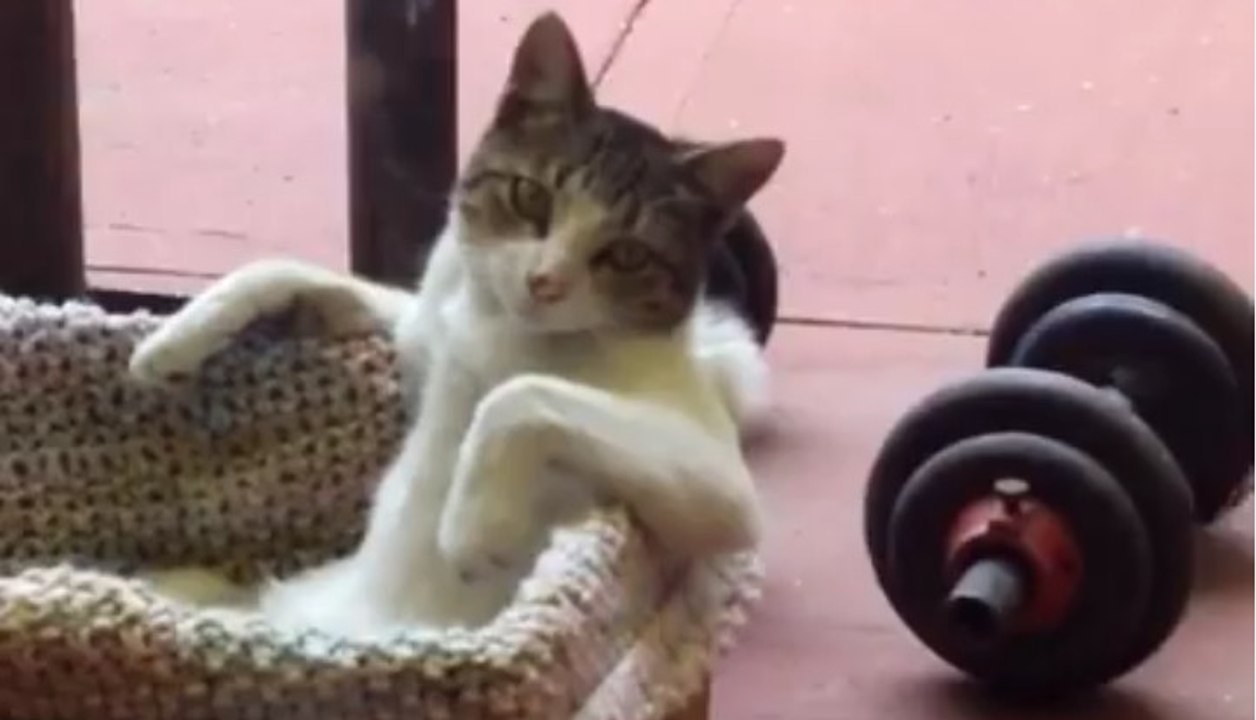 Die einzige Katze auf der Welt, die so sitzt wie ein menschliches Wesen