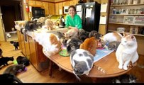 Sie lebt mit mehr als tausend Katzen! Wie ist das möglich?