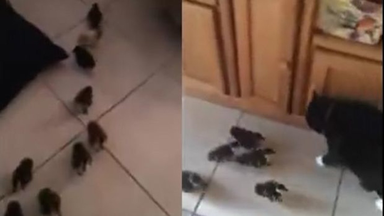 Katze trifft unerwartet auf Entenküken. Ihre Reaktion überrascht!