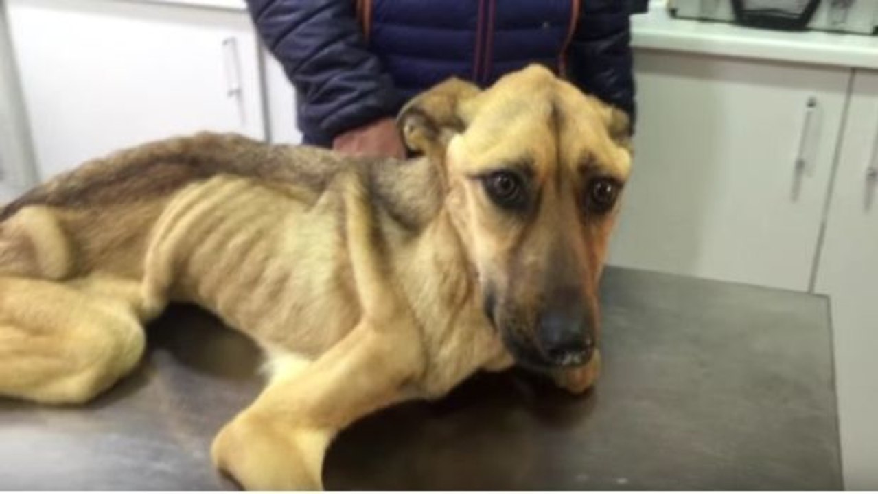 Er rettet einen völlig abgemagerten Hund, der nur noch 7 kg wiegt