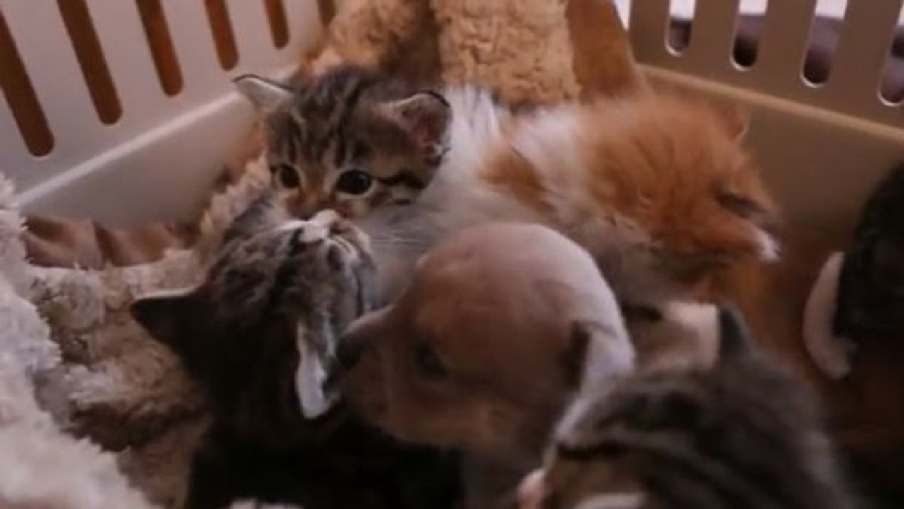Ein verwaister kleiner Hundewelpe wird von einer Katzenmutter adoptiert und aufgezogen