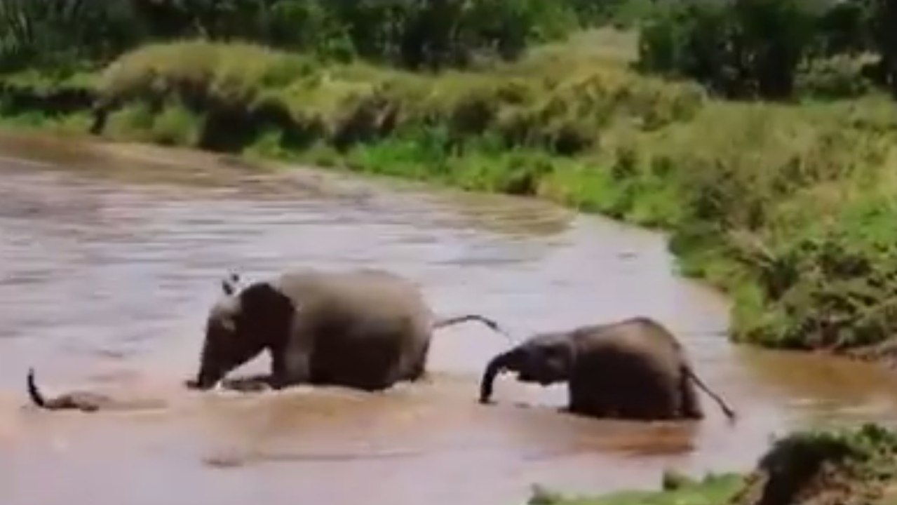 Dieses Elefantenbaby wird beim Überqueren von den Fluten mitgerissen... Doch die Elefantenkuh reagiert sofort und eilt herbei, um es zu retten