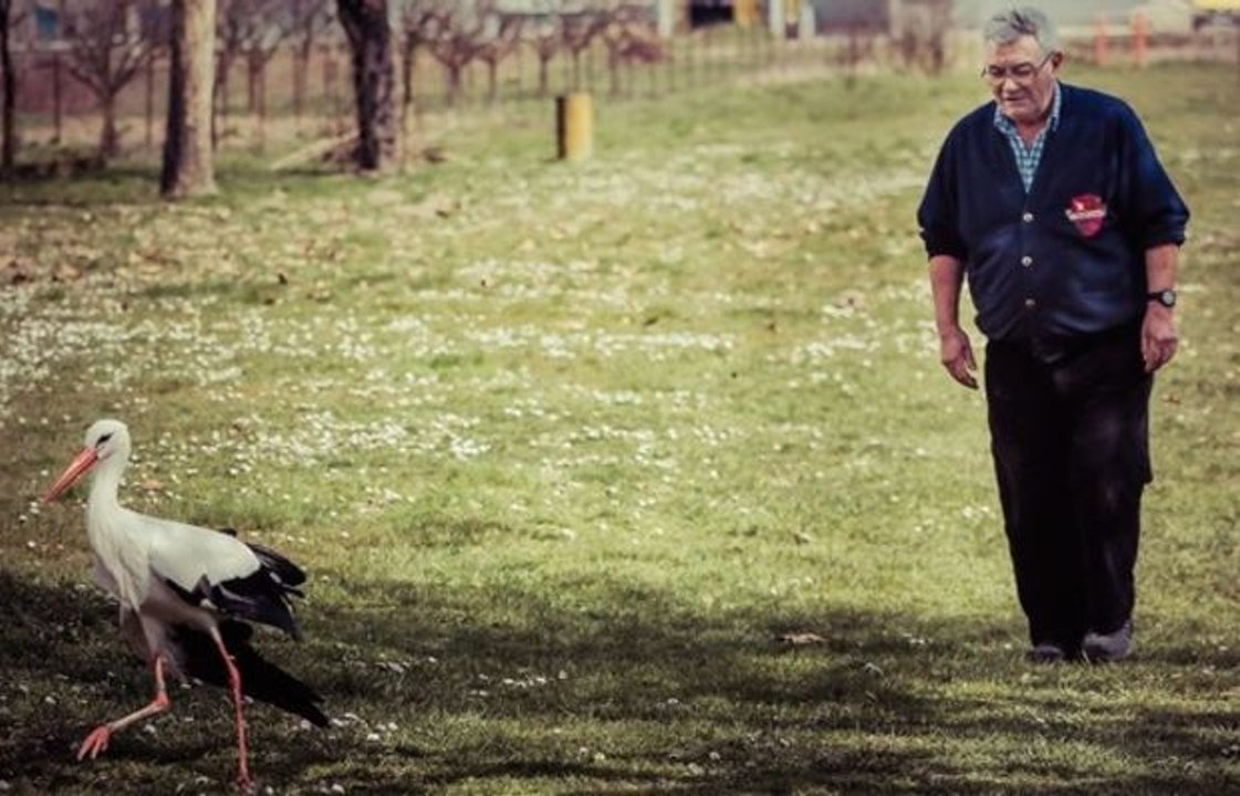 Seit dreizehn Jahren legt dieser Storch eine Entfernung von 13000 km zurück, um zu seinem geliebten Weibchen zurückzukehren