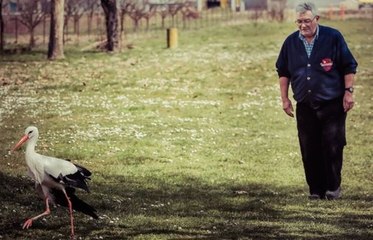 Seit dreizehn Jahren legt dieser Storch eine Entfernung von 13000 km zurück, um zu seinem geliebten Weibchen zurückzukehren