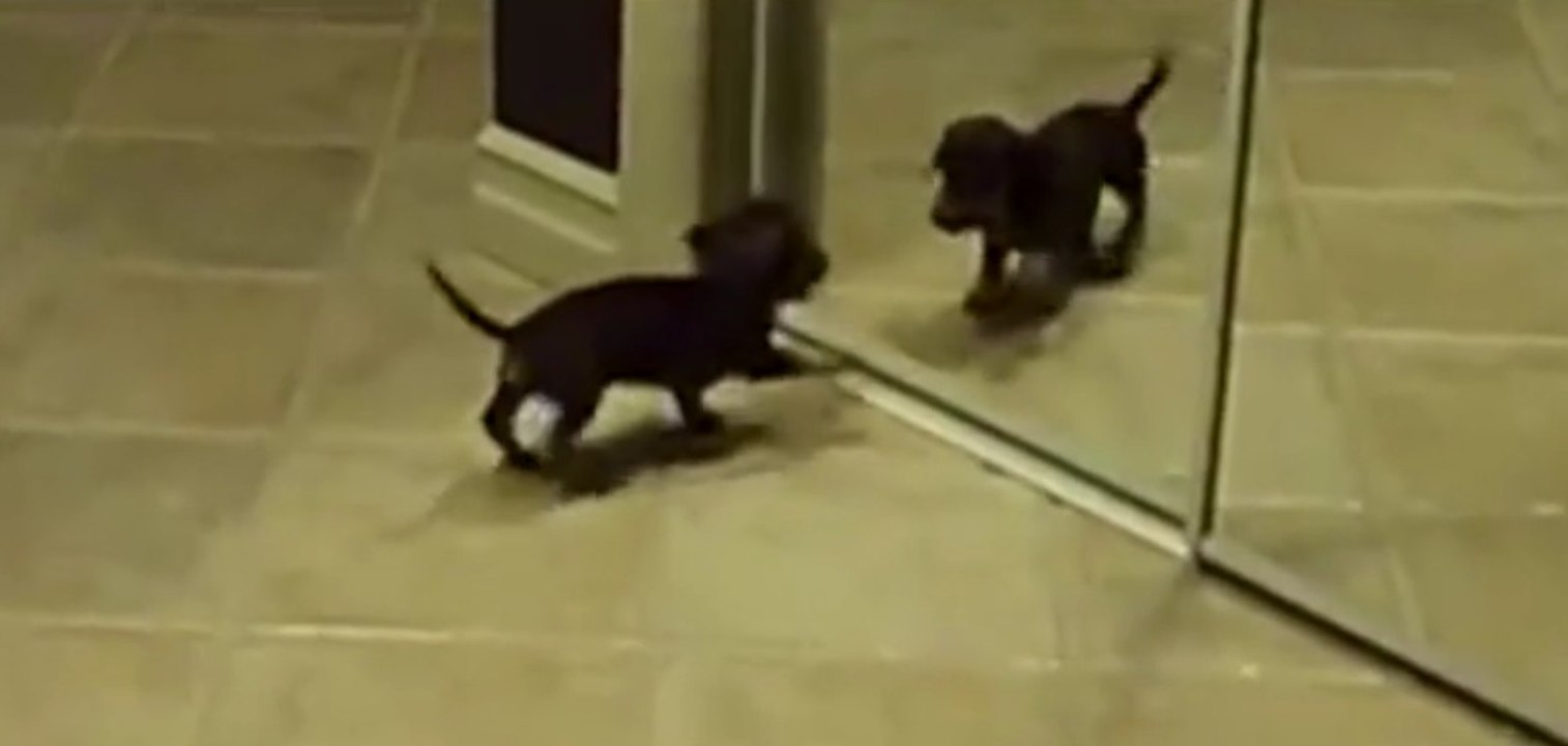 Ein kleiner Dackel entdeckt sein Spiegelbild und ist ganz begeistert über den neuen Spielkameraden