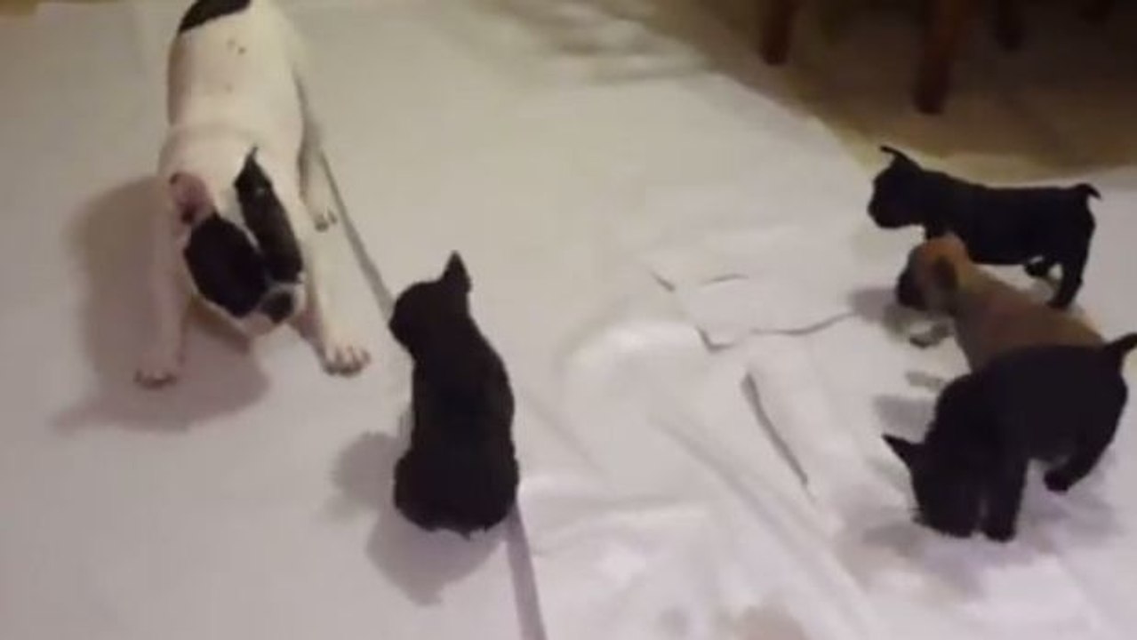 Dieser Bulldoggenpapa spielt mit seinen Welpen... ganz allerliebst!