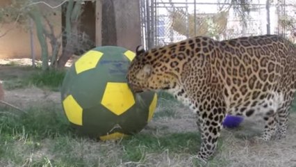 Nach Jahren der Gefangenschaft hat Jaguar Leonardo jetzt wieder Freude am Leben