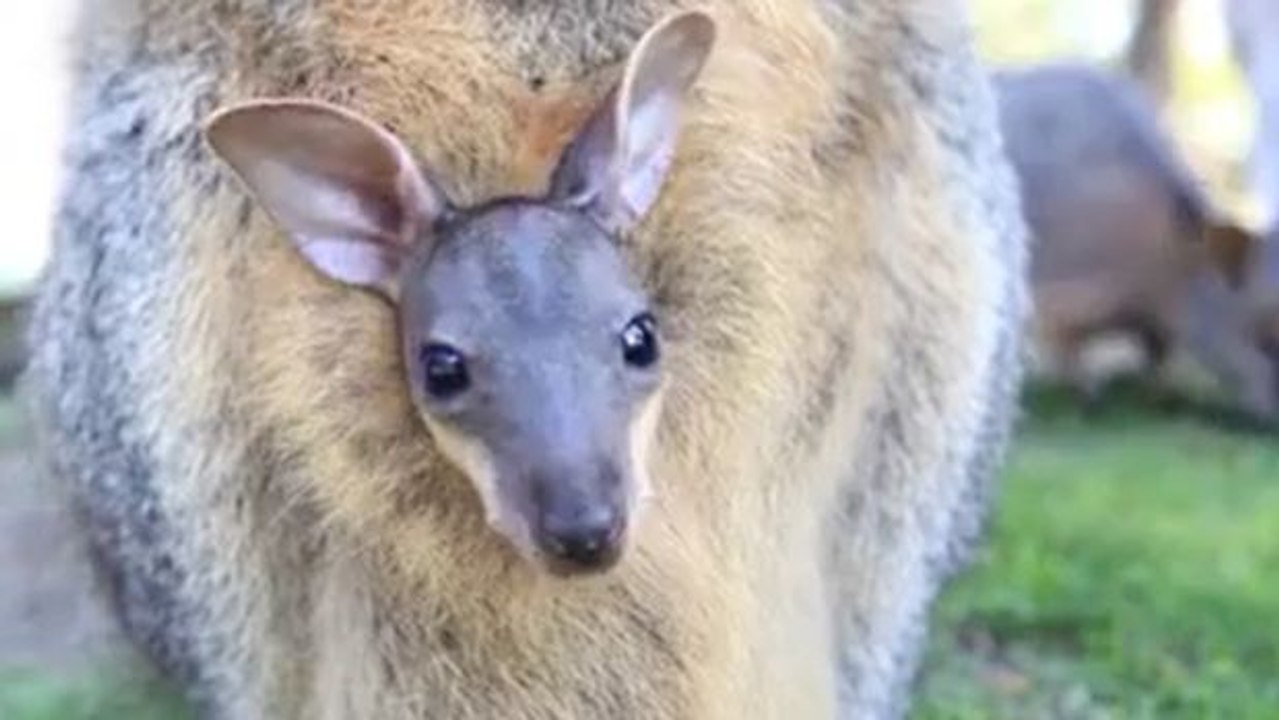 Ein kleines Wallaby schaut zum ersten Mal aus dem Beutel seiner Mutter hervor