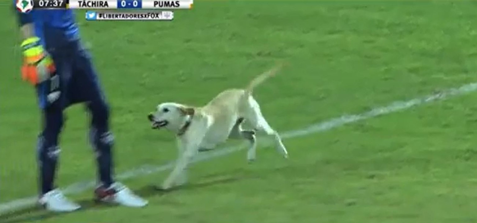 Ein Hund meint, er müsste unbedingt bei einem Fußballspiel mitmachen und mischt sich unter die Spieler