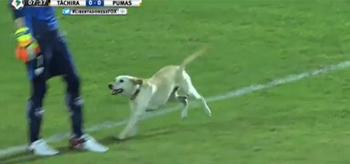 Ein Hund meint, er müsste unbedingt bei einem Fußballspiel mitmachen und mischt sich unter die Spieler