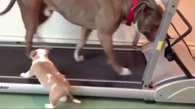 Dieser kleine Welpe will auf dem Laufband trainieren wie sein großer Freund
