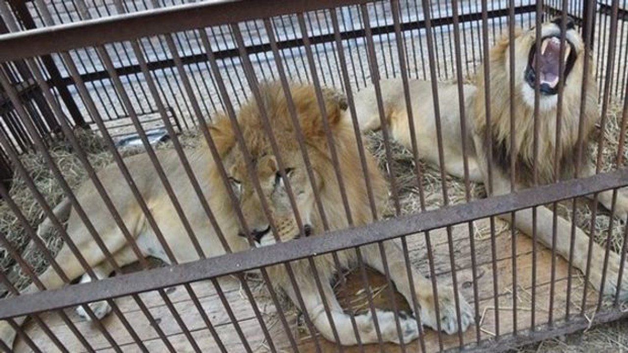 33 Zirkuslöwen finden wieder Geschmack am Leben und genießen jetzt ihre Freiheit in Südafrika