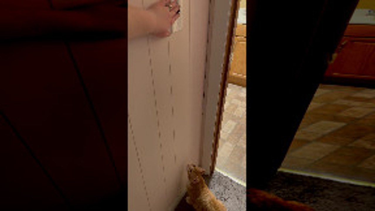 Cat Leaps for Light Switch