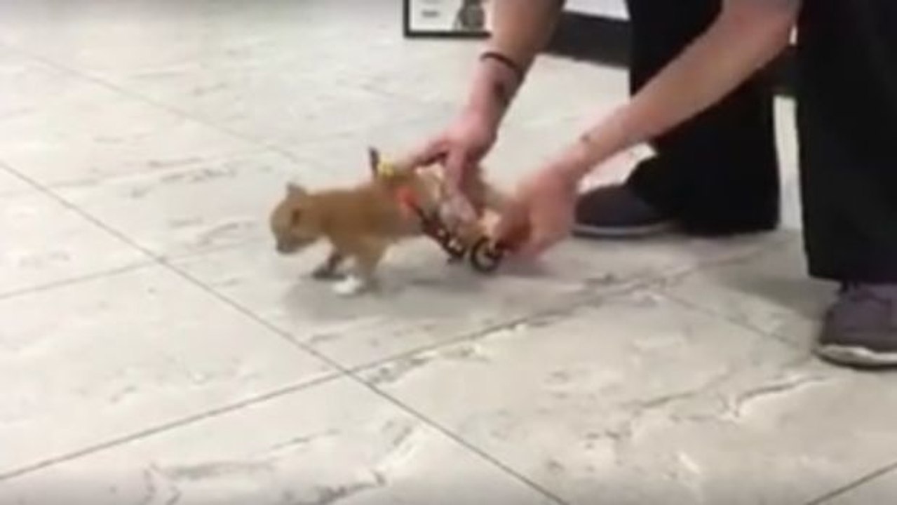 Das Personal einer Tierklinik bastelt einen Rollwagen für ein gelähmtes Kätzchen... und dieses ist glücklich über seine neue Bewegungsfreiheit