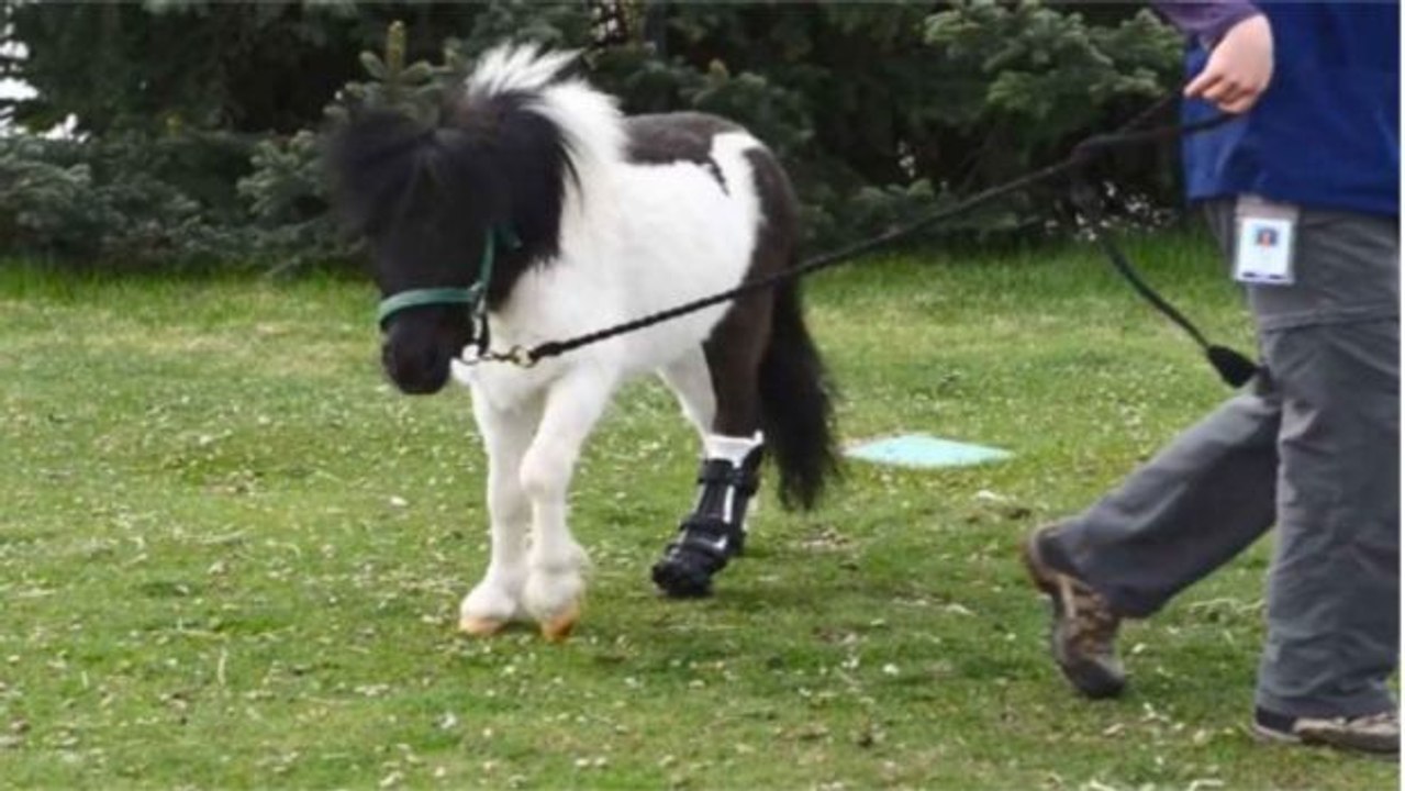 Dieses amputierte Pony kann dank dem technischen Fortschritt wieder laufen