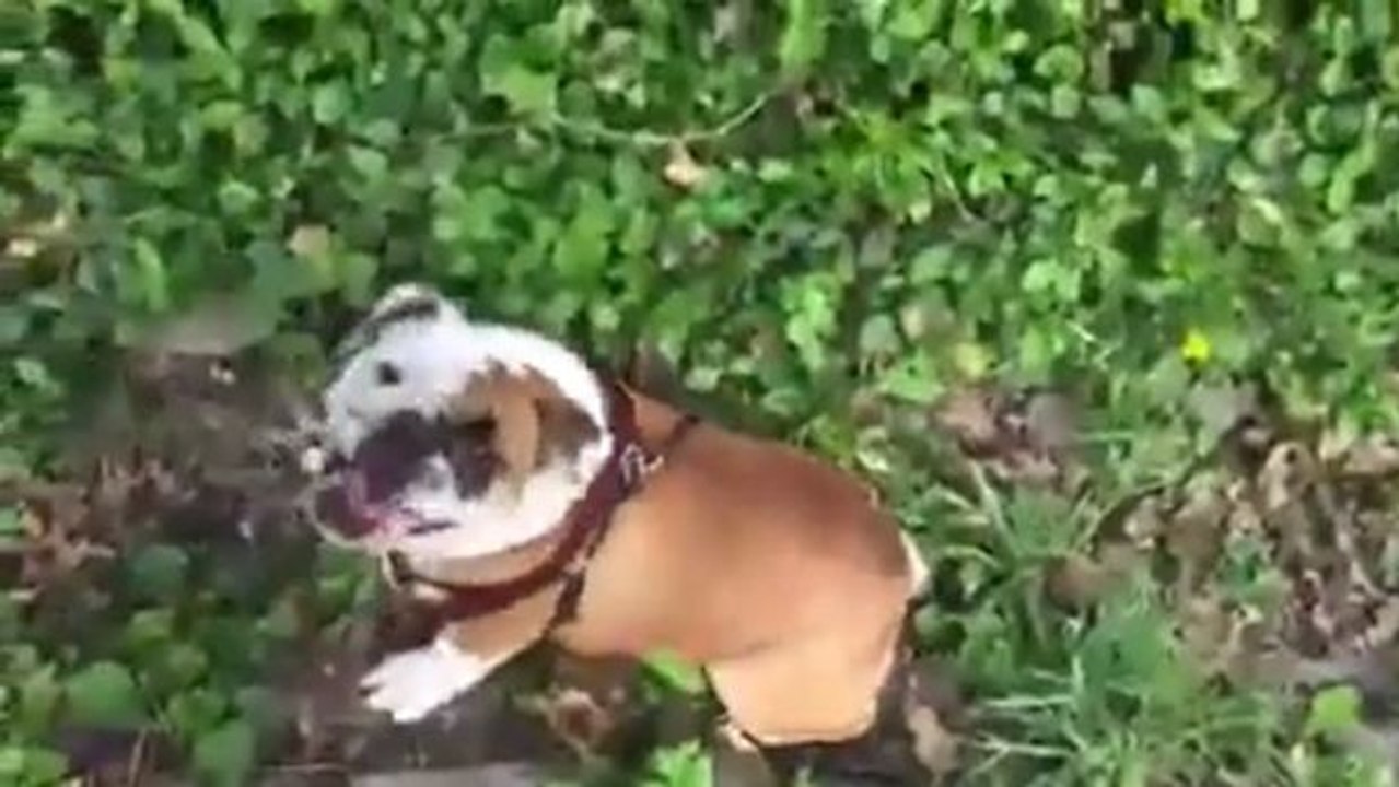 Die lebenslustigste Bulldogge der Welt