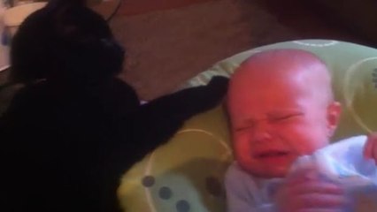 Sobald das Baby weint, kommt die Katze, um es zu beruhigen