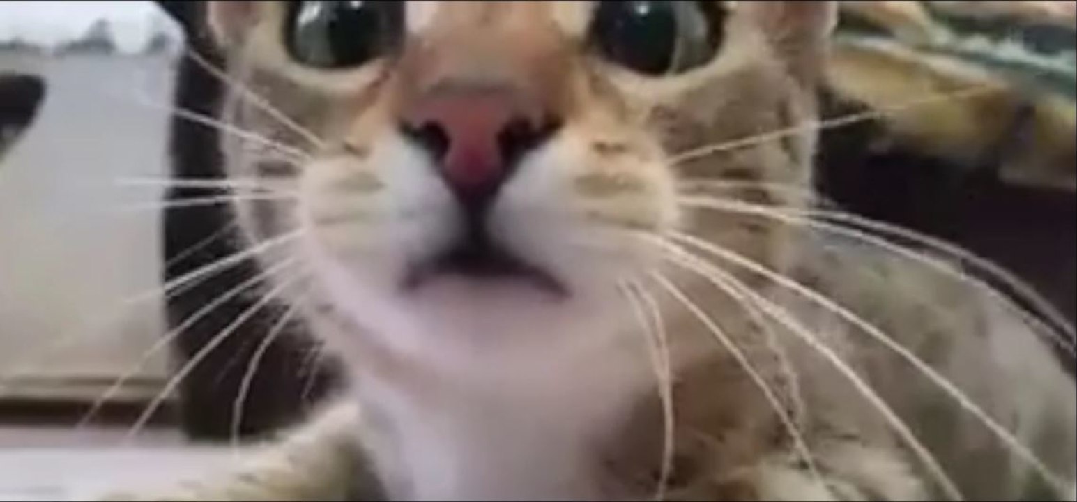 Dieses Kätzchen ist so ausdrucksvoll... Es hätte einen Oscar verdient!