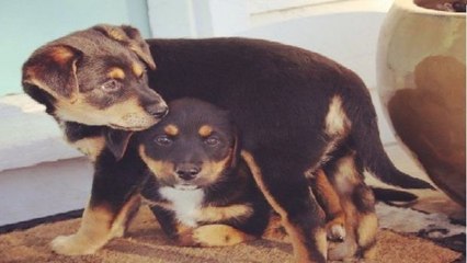 Diesen Welpen will niemand adoptieren, weil er einen verformten Vorderlauf hat!