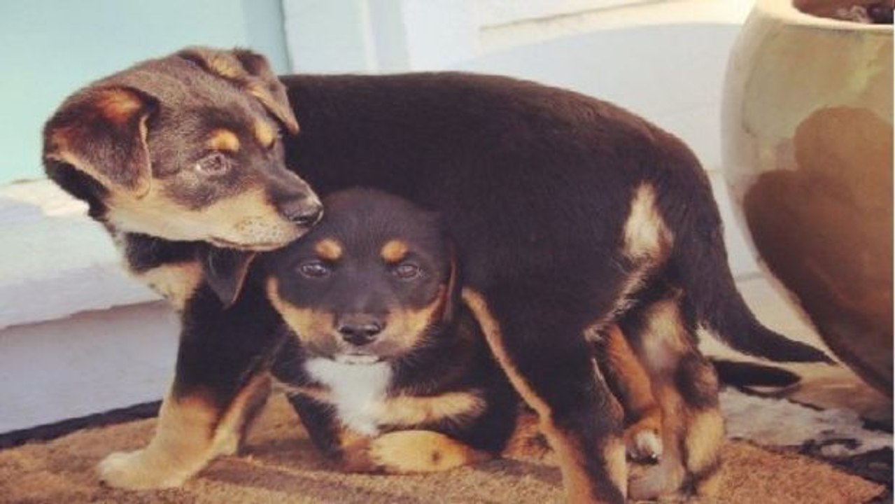 Diesen Welpen will niemand adoptieren, weil er einen verformten Vorderlauf hat!