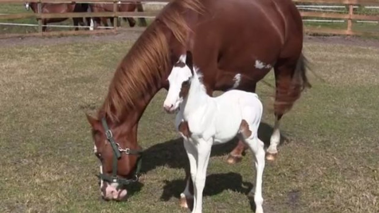 Die ersten Schritte eines Fohlens... mit der liebevollen Unterstützung seiner Mutter