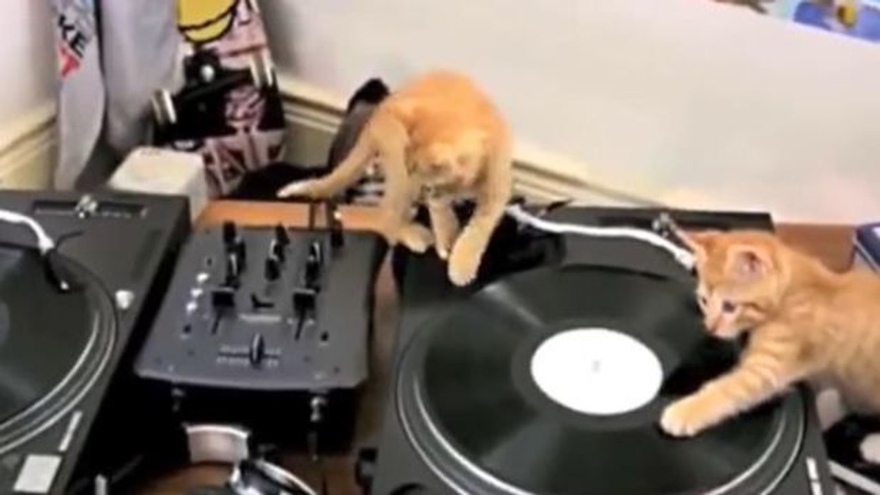 Diese Kätzchen sind die reinsten DJs