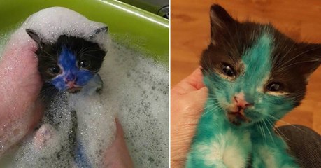 Große Aufregung und Sorge um kleine Kätzchen, die mit Filzstiften bemalt worden sind