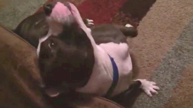 Dieser Hund benimmt sich wie eine Katze