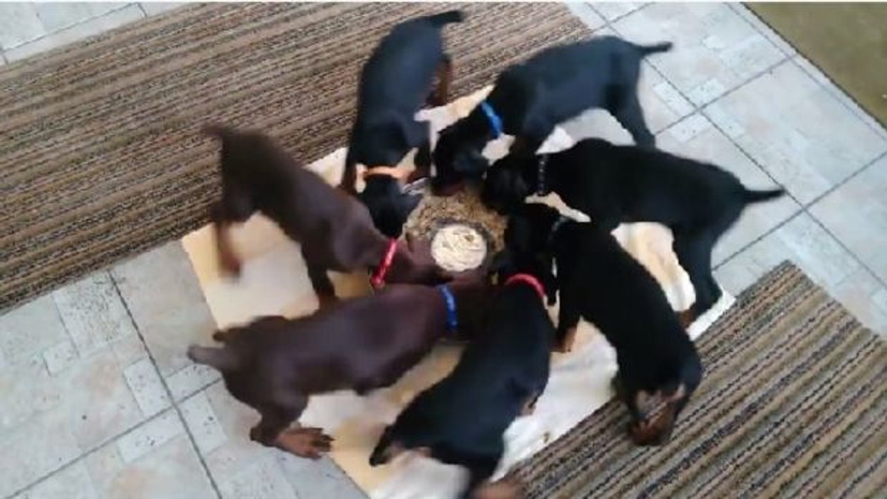 Diese fressenden Welpen werden euch ganz schwindlig machen!