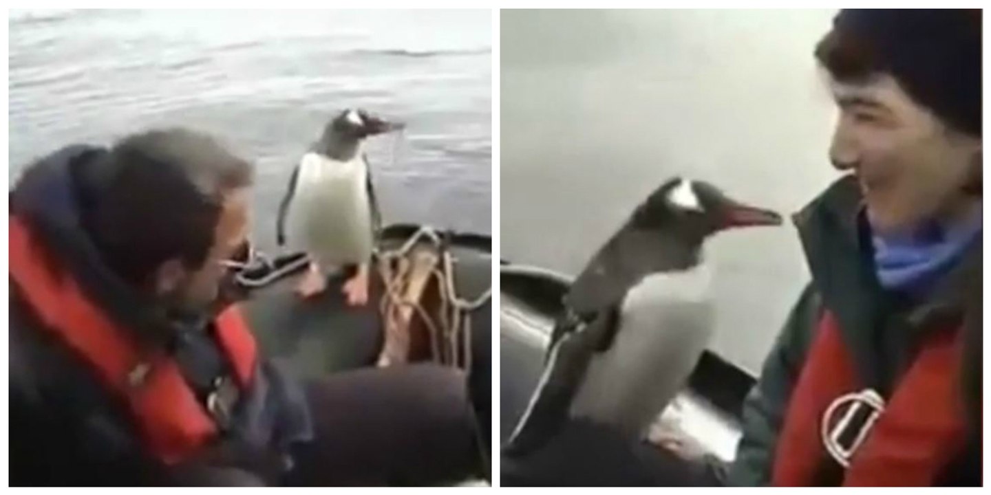 Ein Pinguin rettet sich zu den Menschen, um einem Wal zu entkommen